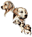 retriever