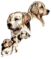 retriever